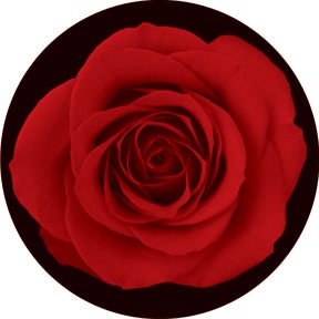 Red Rose Glasgobo färg, (50mm/38mm) - Rosco | Bellalite