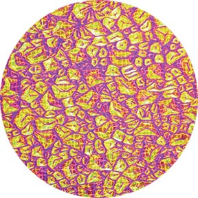 Magenta Sparkelite - Rosco | Bellalite