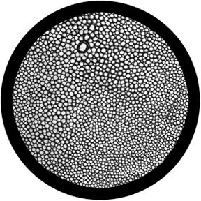 Snakeskin - Rosco | Bellalite