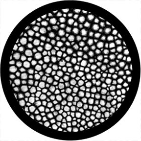 Mitosis - Rosco | Bellalite